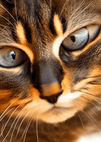 Nyanko Great Runaway#CEXAM021.