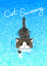 泳ぐ猫 : 1