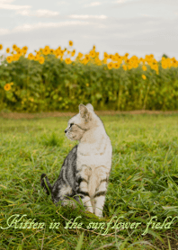 Kitten in the sunflower field
