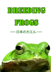 Breeding frogs 日本のカエル