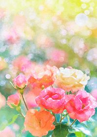 Beautiful rose flower(R2920)