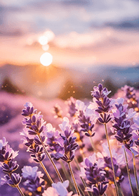 Sunset lavender