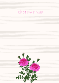 October's birth flower, Chestnut rose