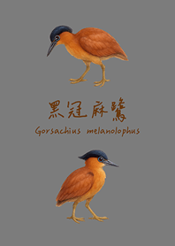 呆萌可愛的黑冠麻鷺(霧灰色)