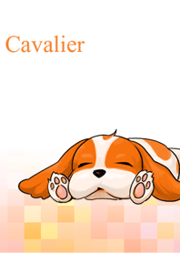 love!cavalier