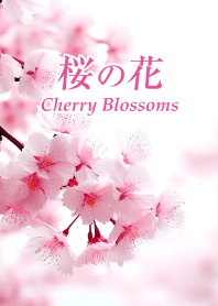 "Cherry Blossoms vol.15" theme
