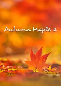 Autumn Maple 2