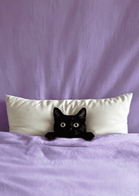 Fun playful cat  blanket-Black Cat1D