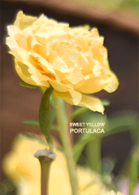 Sweet Yellow Portulaca