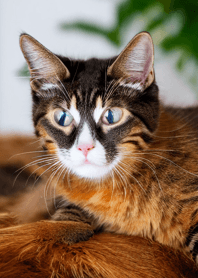 Cats run wild #DIQM128.