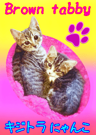 How cute! Brown tabby cat -PINK-
