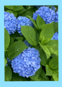 Blue Flower JUNE