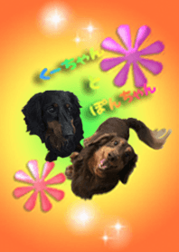 ダックスのくーちゃんとぽんちゃん