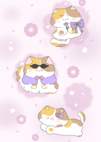 Orange-brown tabby cat1