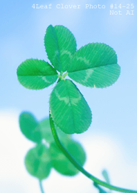4leaf Clover Photo#14-25Not AI