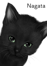 ながた用可愛い黒猫子猫