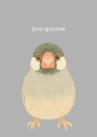 I am a Java sparrow on white