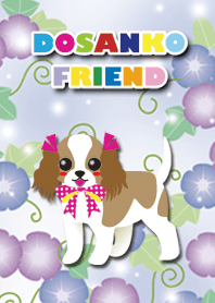 #cool [Cavalier/Blenheim] morning glory