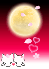 as proof of love.(Pure white cat)WR