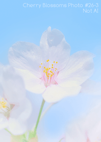 Cherry Blossoms Photo #26-3 Not AI