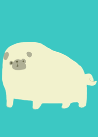 Big pug dog