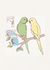 Ring Necked Parakeet