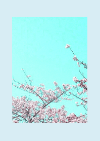CHERRY BLOSSOMS & BLUE SKY/LIGHT BLUE/YE