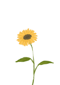 Sunflower summer