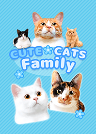 CUTE CATS Family BLUE