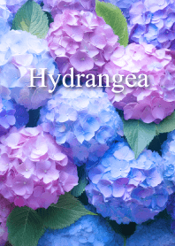 "Hydrangea vol.7" theme