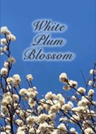 White Plum Blossom