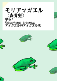 モリアマガエル着せ替え