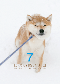 しばいぬハナコのきせかえ 7【柴犬写真】