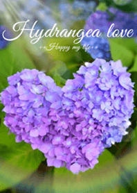 Hydrangea love