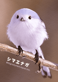 雪の妖精 シマエナガの着せかえ