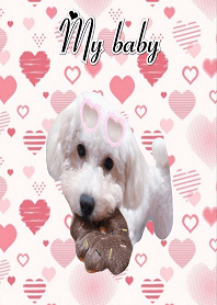Cute dog pretty