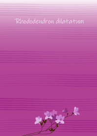May birth flower,Rhododendron dilatatum.