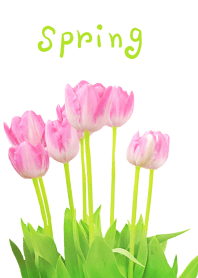 ピンク色のチューリップ