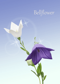 Simple bellflower