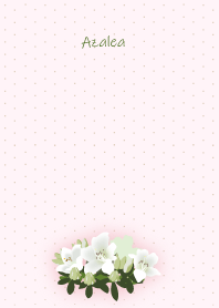 March's birth flower,White Azalea.
