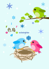 彩鳥-冬-松樹
