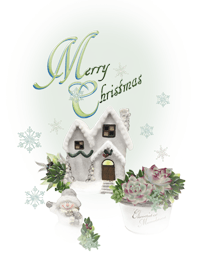 X'mas and Echeveria for you.多肉の桃太郎