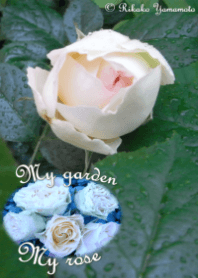 My garden, My rose_Brand Pierre de R_2
