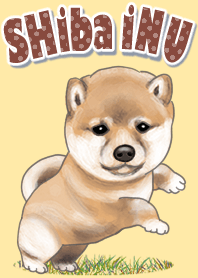 普通の柴犬ちゃん