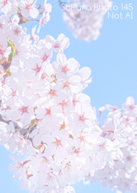 Sakura Photo 145 Not AI