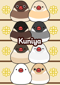 Kuniya Round and cute Java sparrow
