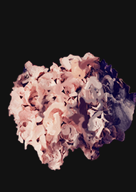 ザ・フラワーズA