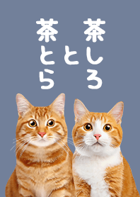 Chatora and Chashiro Cat - Blue Gray