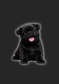 ぬいぐるみ黒パグ着せ替え B/W 02