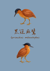 Lovely Black crowned Egret(Morandi blue)